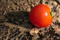 Cherry Tomato Fallen on the Forest Bed Royalty Free Stock Photo