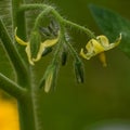 Cherry Tomato Flower Blossoms, Details Royalty Free Stock Photo