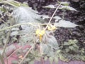 Cherry Tomato Flower Royalty Free Stock Photo