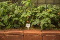 Cherry tomato fruit plant Royalty Free Stock Photo