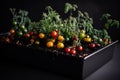 cherry tomato growing on a black pot with dark brown soil. Generative AI