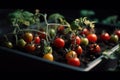 cherry tomato growing on a black pot with dark brown soil. Generative AI