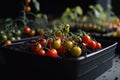 cherry tomato growing on a black pot with dark brown soil. Generative AI