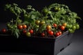 cherry tomato growing on a black pot with dark brown soil. Generative AI