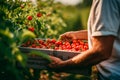 Cherry tomato harvest farmer collect at sunlight greenhouse. Farm men professional picking check vegetable farmland Royalty Free Stock Photo