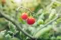 Cherry tomato harvest under artificial light of HPS grow lamp Royalty Free Stock Photo