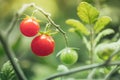 Cherry tomato harvest under artificial light of HPS grow lamp Royalty Free Stock Photo