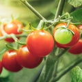 Cherry tomato harvest under artificial light of HPS grow lamp Royalty Free Stock Photo