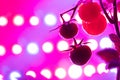 Cherry tomato harvest under the led light grow lamp Royalty Free Stock Photo