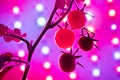 Cherry tomato harvest under the led light grow lamp Royalty Free Stock Photo