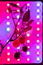 Cherry tomato harvest under the led light grow lamp Royalty Free Stock Photo