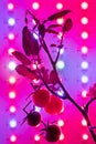 Cherry tomato harvest under the led light grow lamp Royalty Free Stock Photo