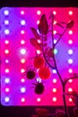 Cherry tomato harvest under the led light grow lamp Royalty Free Stock Photo