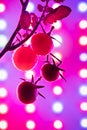 Cherry tomato harvest under the led light grow lamp Royalty Free Stock Photo
