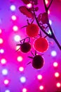 Cherry tomato harvest under the led light grow lamp Royalty Free Stock Photo