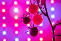 Cherry tomato harvest under the led light grow lamp Royalty Free Stock Photo