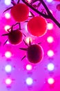 Cherry tomato harvest under the led light grow lamp Royalty Free Stock Photo