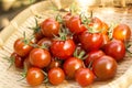 Cherry tomato harvest at vegetable garden Royalty Free Stock Photo