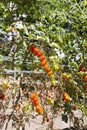 Cherry tomato on a haulm Royalty Free Stock Photo