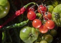 Cherry tomato and peppers hot green red Royalty Free Stock Photo