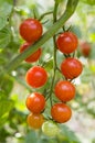 Cherry tomato Royalty Free Stock Photo