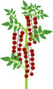 Cherry tomato plant with green leaf and ripe red tomatoes