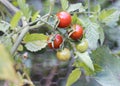 Cherry tomato plant with red tomato fruit Royalty Free Stock Photo