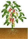 Cherry tomato plant with root under the ground Royalty Free Stock Photo