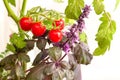 Cherry tomato plant with small red tomatoes and blooming purple basil Royalty Free Stock Photo