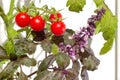 Cherry tomato plant with small red tomatoes and blooming purple basil Royalty Free Stock Photo