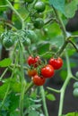 Cherry tomato plant with tomatoes Royalty Free Stock Photo