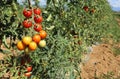 Cherry tomato plants in a cultivated field on summer. Royalty Free Stock Photo