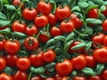 Cherry tomato plants in the garden Royalty Free Stock Photo