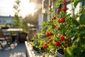 Cherry tomato plants on Urban balcony, urban gardening concept