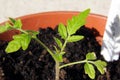 Cherry tomato seedling. Royalty Free Stock Photo