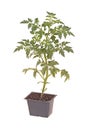 Cherry tomato seedling ready for transplanting Royalty Free Stock Photo