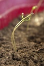 Cherry tomato sprout Royalty Free Stock Photo