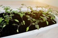 Cherry tomato seedlings in a long white pot Royalty Free Stock Photo