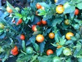 Cherry tomato tree