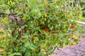 Cherry tomato tree Royalty Free Stock Photo