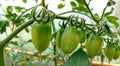 Green Cherry tomatoes Royalty Free Stock Photo