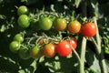 Cherry Tomatoes