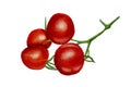 Red cherry tomatoes in watercolor illustration on white background Royalty Free Stock Photo