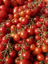 Cherry Tomatoes Royalty Free Stock Photo