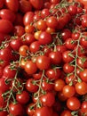 Cherry Tomatoes