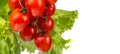 Cherry tomatoes against the background of green salad leaves isolate Royalty Free Stock Photo