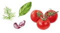 Cherry tomatoes basil dill garlic salad set watercolor isolated on white background