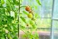 Cherry tomatoes begin to ripen in the greenhouse. Growing tomatoes in a greenhouse