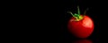 Cherry tomatoes on a black background, banner with copy space, for text, tomatoes with water droplets close-up view Royalty Free Stock Photo