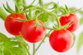 Cherry tomatoes on the branch close up Royalty Free Stock Photo
